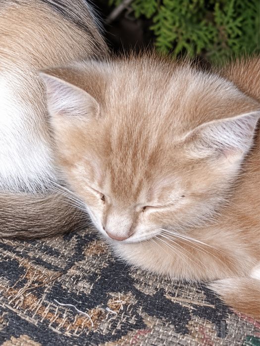 Помогите кошке и котенку найти новый дом!!