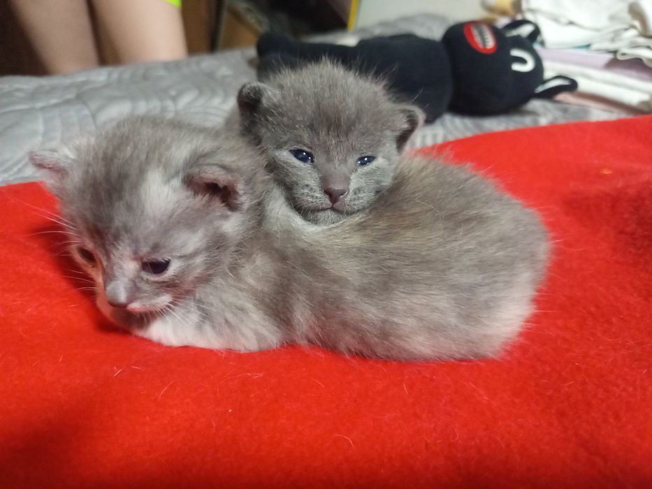 Примите в дар кошечку