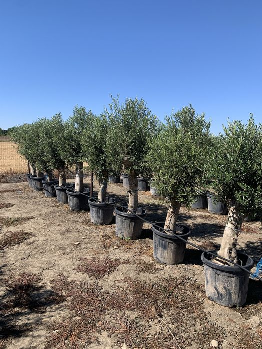 Măslin Olea Europaea