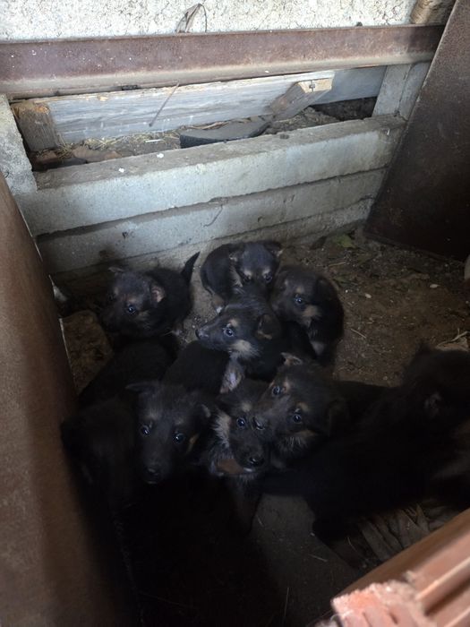 Продавам Малки Немски Овчарки