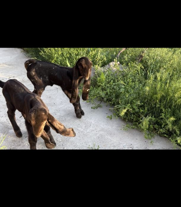 Камори ешкі сатылады..