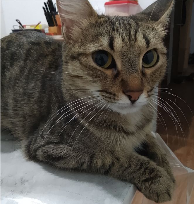 Мысықтар сатылады.