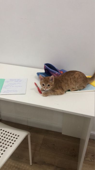 Котенок добрые руки