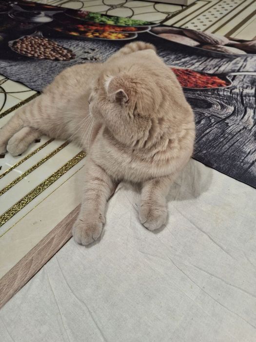 Skotish fold Mushugi o’g’il bola