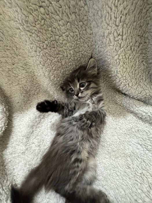 Котенок 4 месяцов