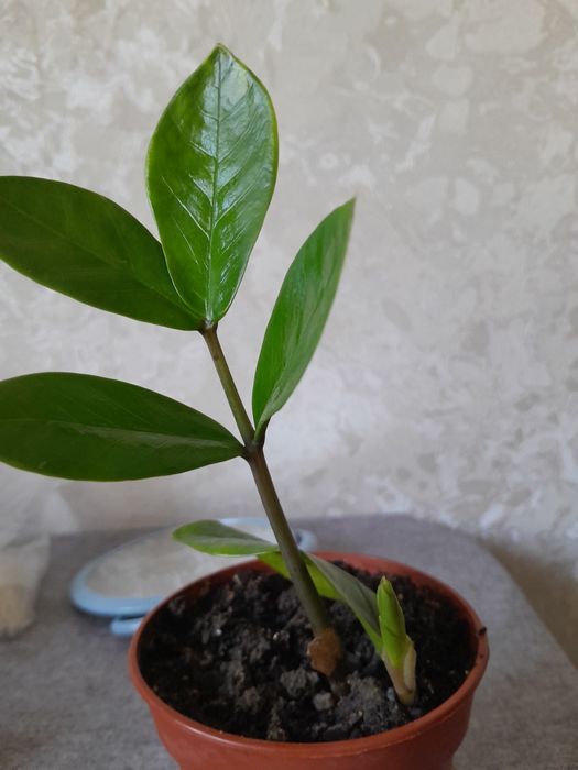 Продам молоденький цветок