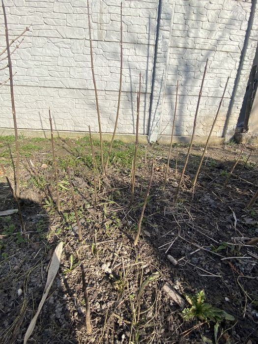 Катальпа.Саженцы