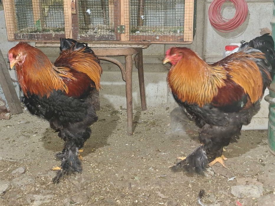 Cocosi brahma potarnichiu!