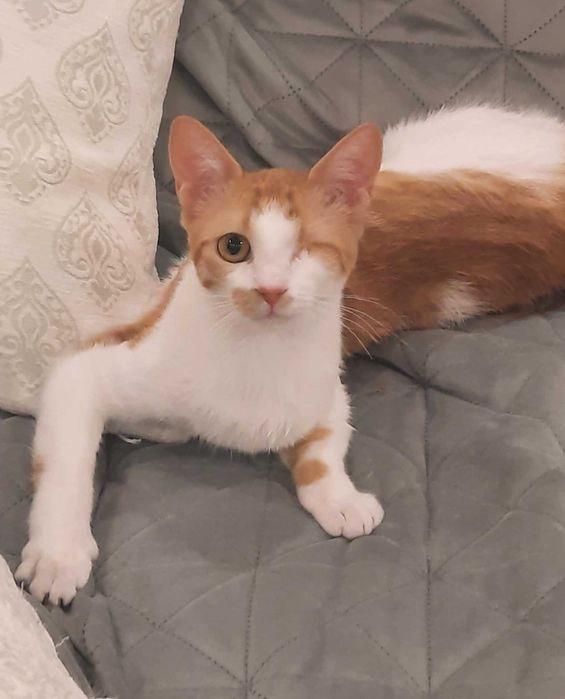 Подаряваме женско коте, кастрирано