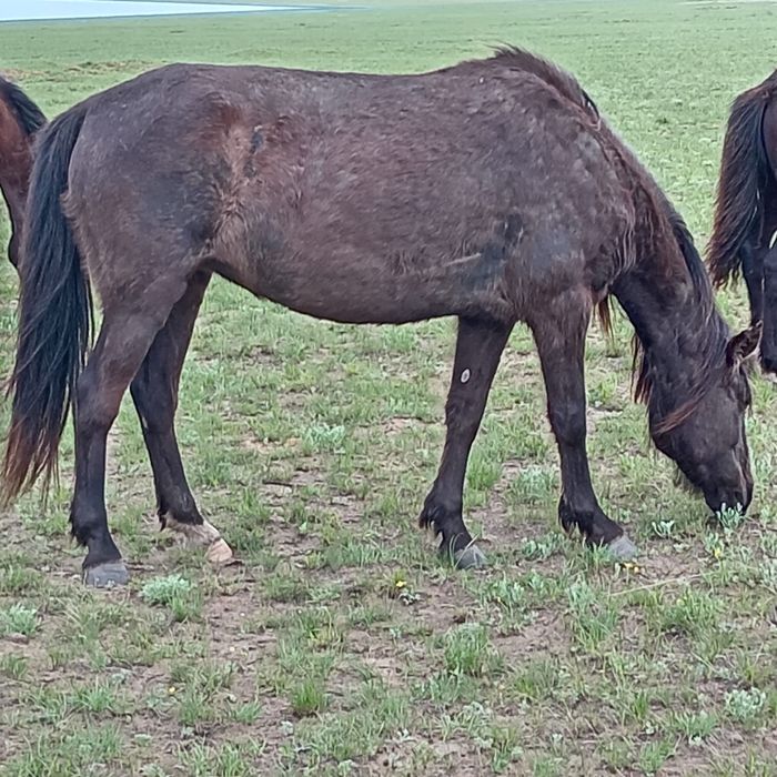 Бие сатылады жуас