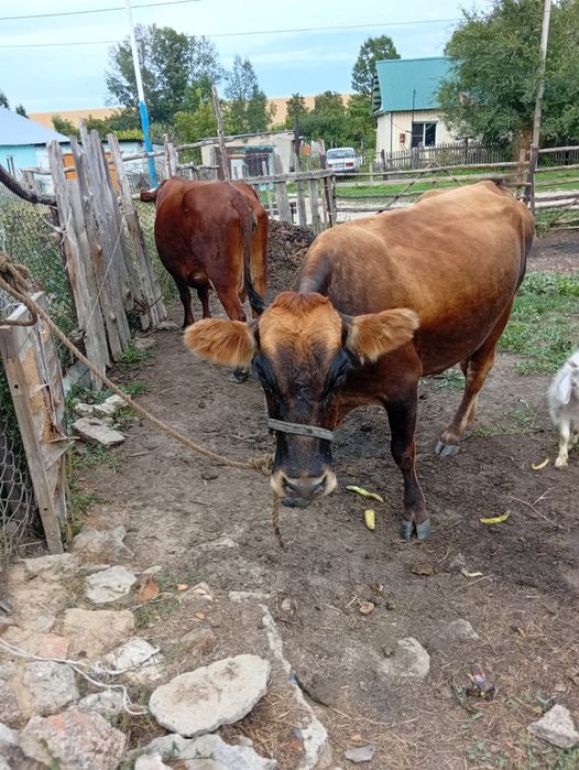 2коровы по разной цене
