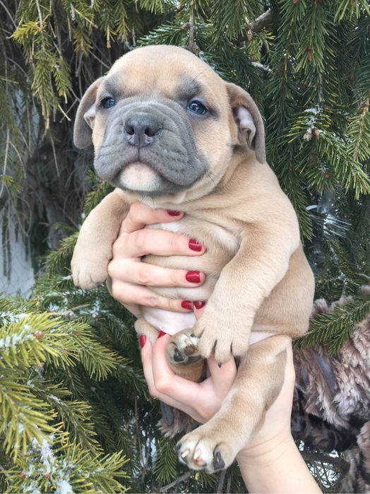 Щенки американский булли