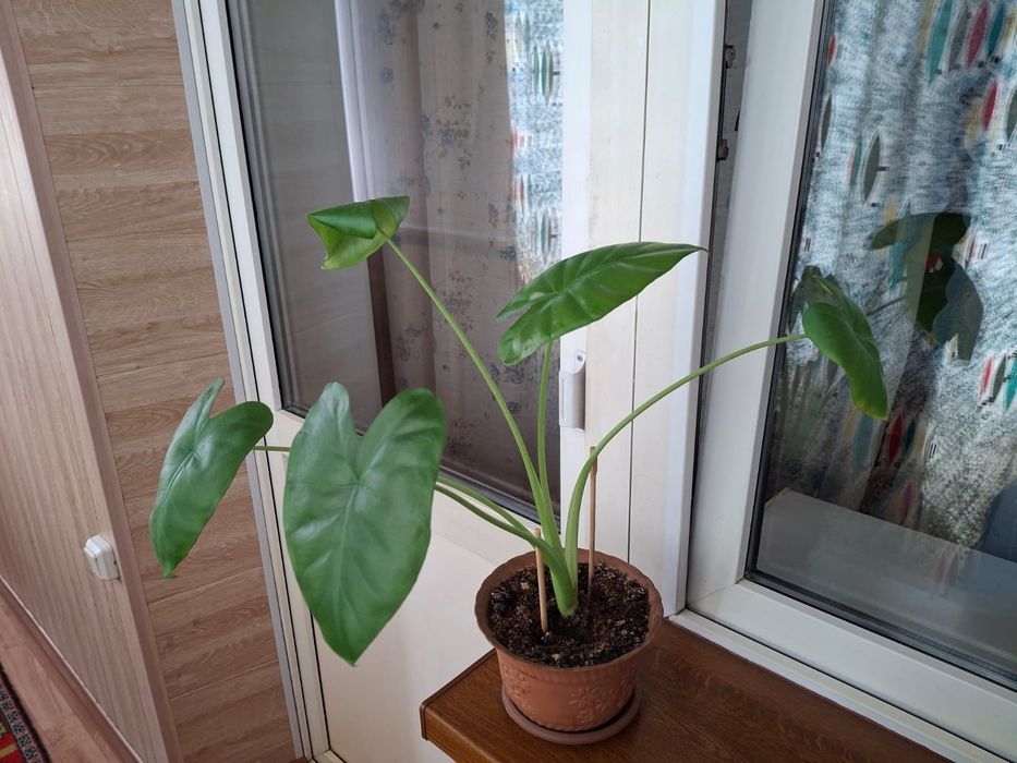 Продам цветок алоказия