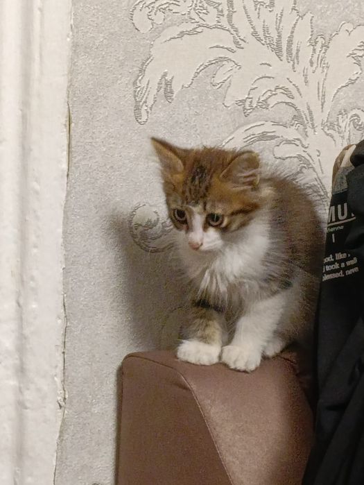 Отдам котёнка в добрые руки
