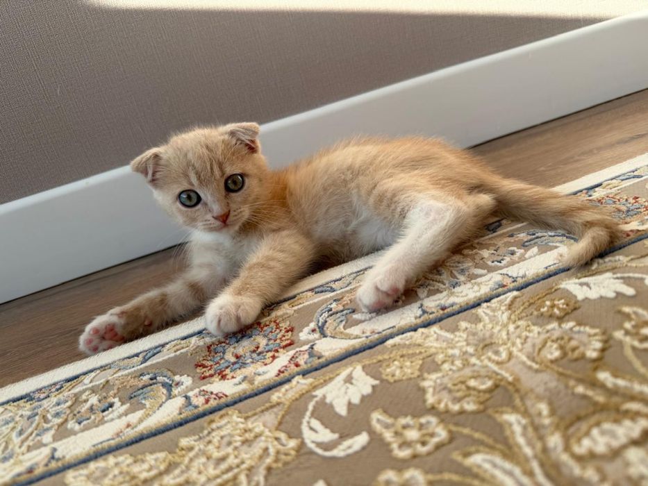 Котёнок 1,5 месяцев мальчик