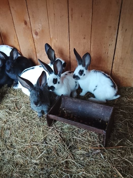 Vând iepuri de doua luni