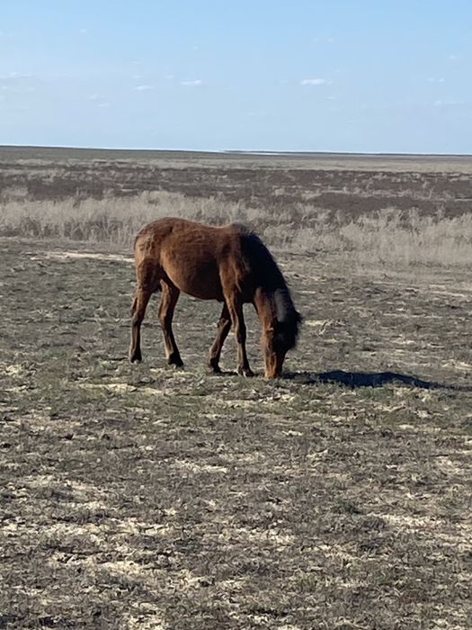 Тай сатылады! 280 000тг