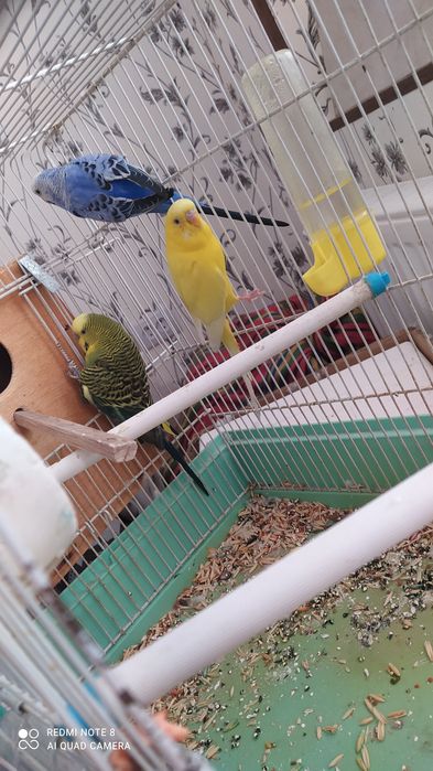 Попугай 3 чех. To'ti 3 ta chex