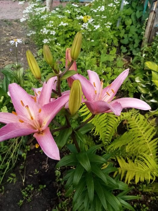 Дача в общещстве Ромашка