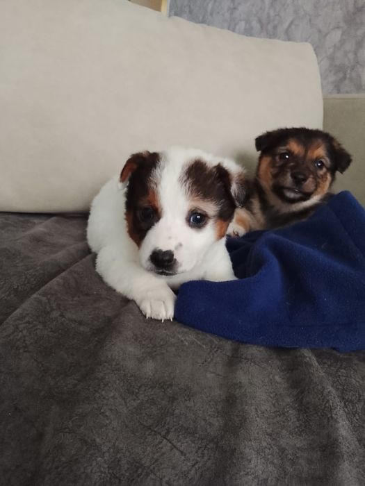 Щенки мальчики и девочки медвежата