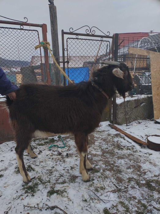 Vand capra Tap de 10 luni