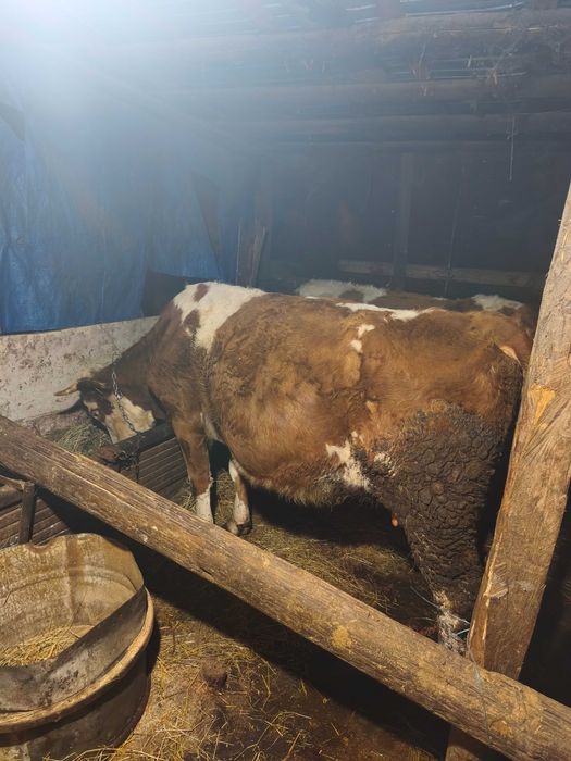 Vând 3 vaci bălțate românească gestante + o junica