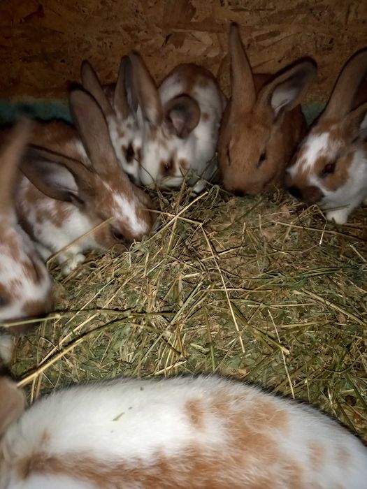 Va nd  iepurași  maturi și tineret