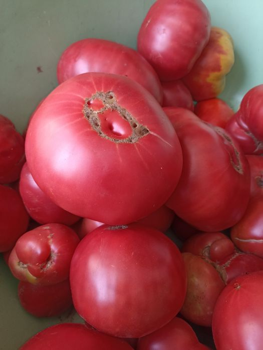 помидоры домашние вкусные