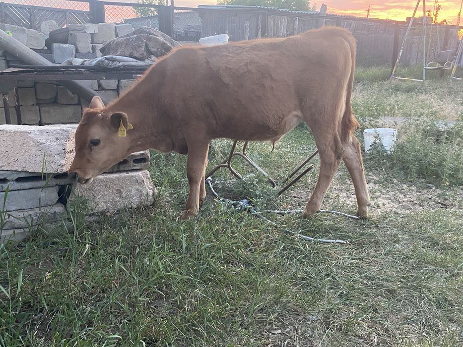 Продам телят бычки 4 голов