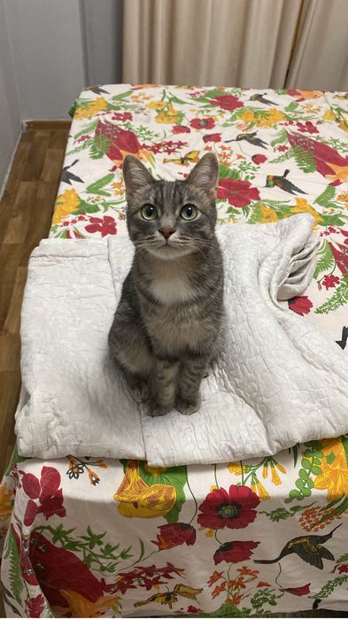 Отдам кота по кличке Шарик