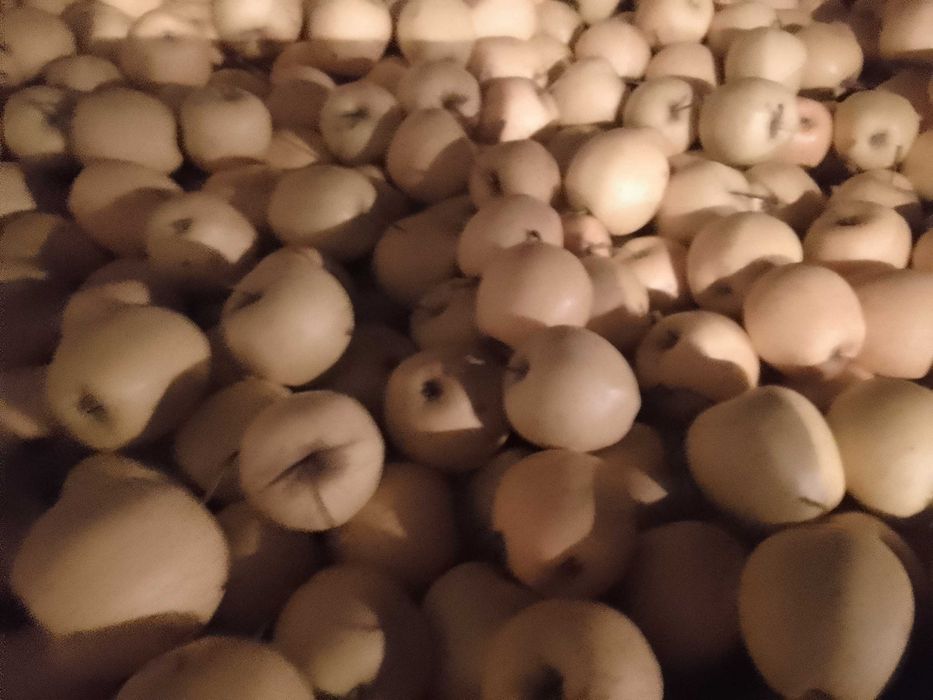 Vând, mere golden, jonathan !