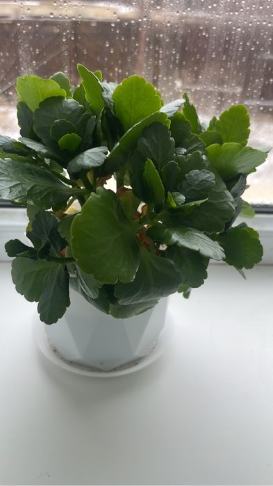 Арзан гулдер сатылады