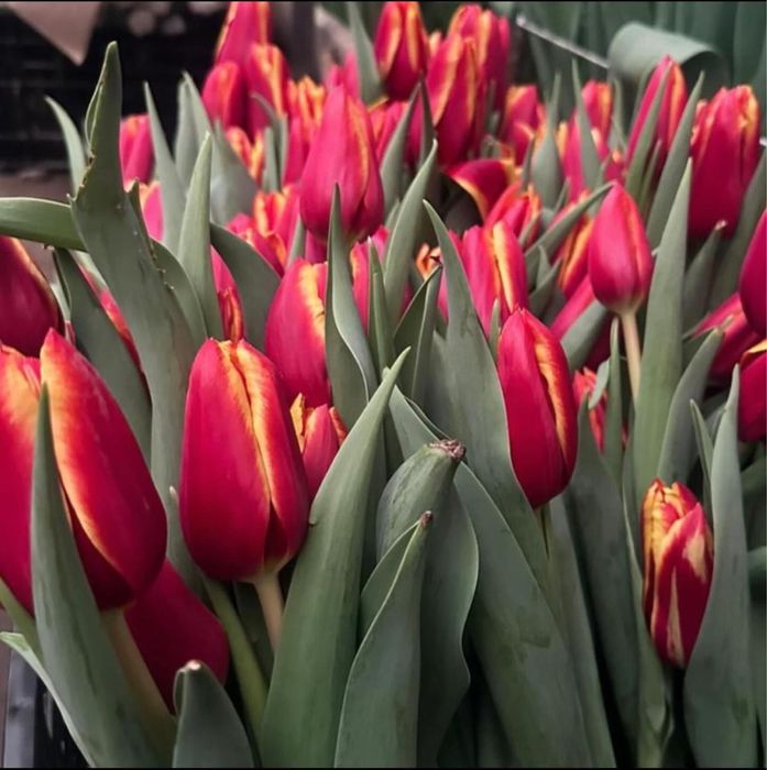 Тюльпан тиімді бағада