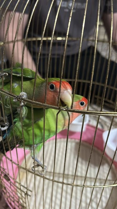 Попугаи неразлучники