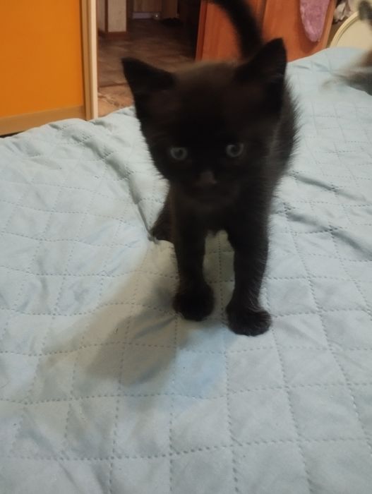 Продам котят котик и кошечка