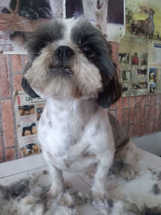 Tuns caini, pisici, iepurasi,rapid, calitate Fără programareși Duminic