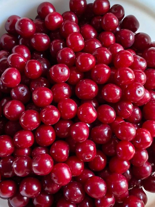 Продам вишню домашнюю