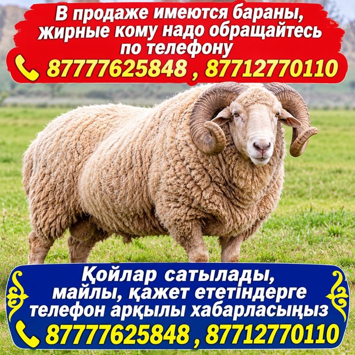 Продам Баран , кой сатылады