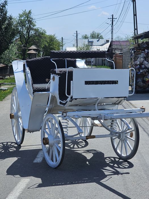 armăsar fizian 8 ani