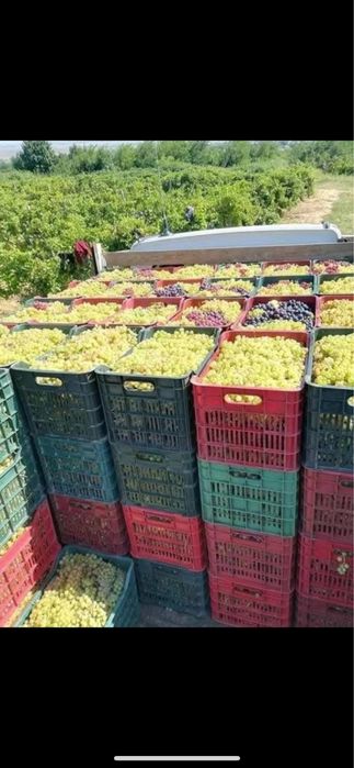 Vand struguri de vin.