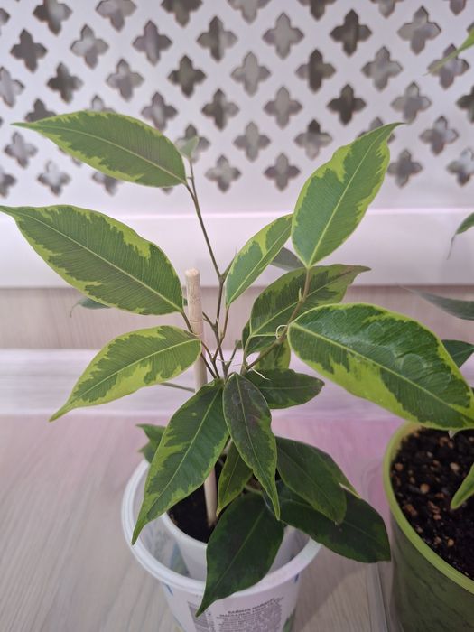 Фикус Бенджамина,  сортовые