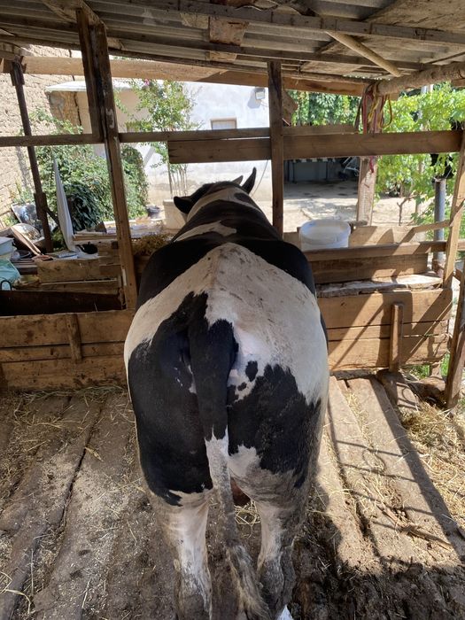 Buqa sotiladi buqa sotiladi