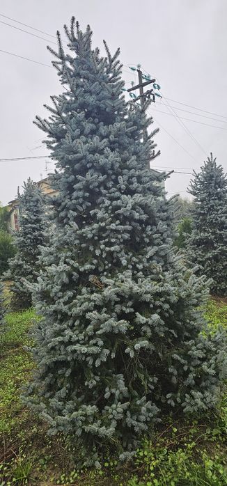 Prunus rosu - brazi argintiu pe picior - leylandi