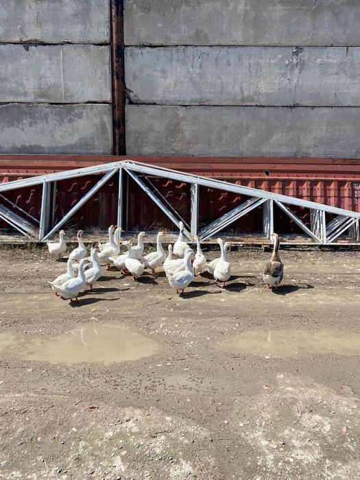 Срочно Гуси молодые, домашние