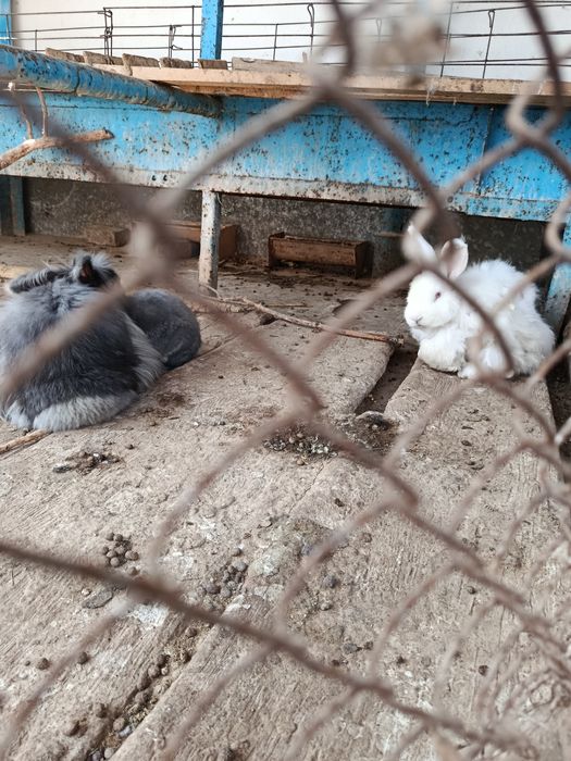 Куен ва куенчалар сотилади болари Билан парода баран