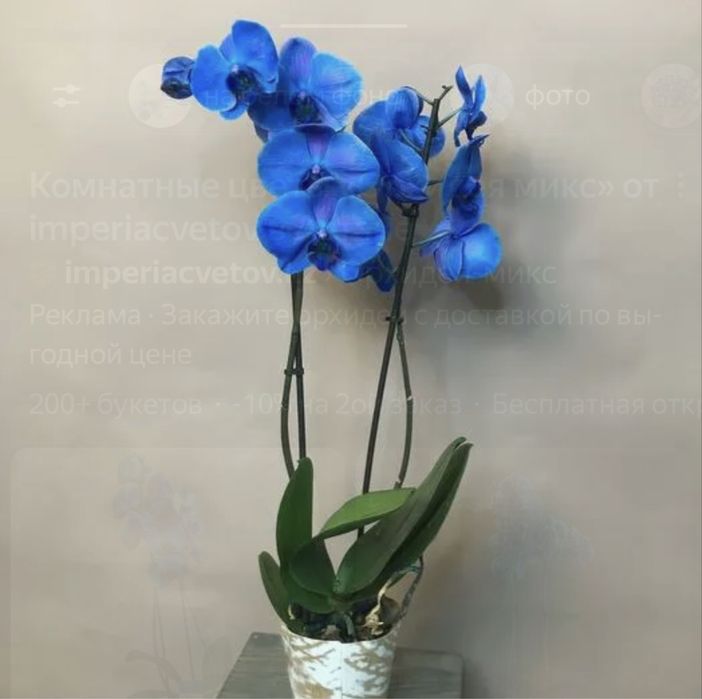 Королевская Синяя Орхидея