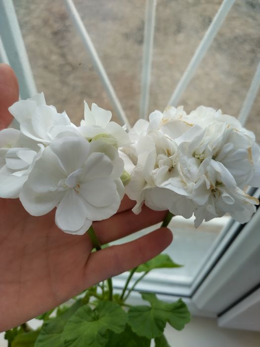 Пеларгония. Герань