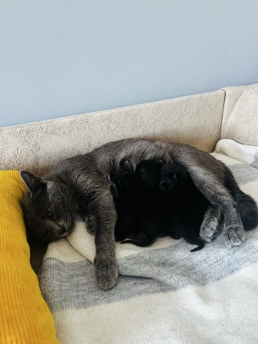 Очень добрая кошечка