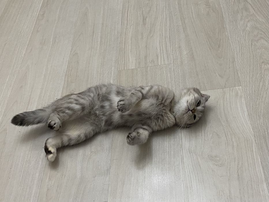 Отдам кошку в хорошие руки