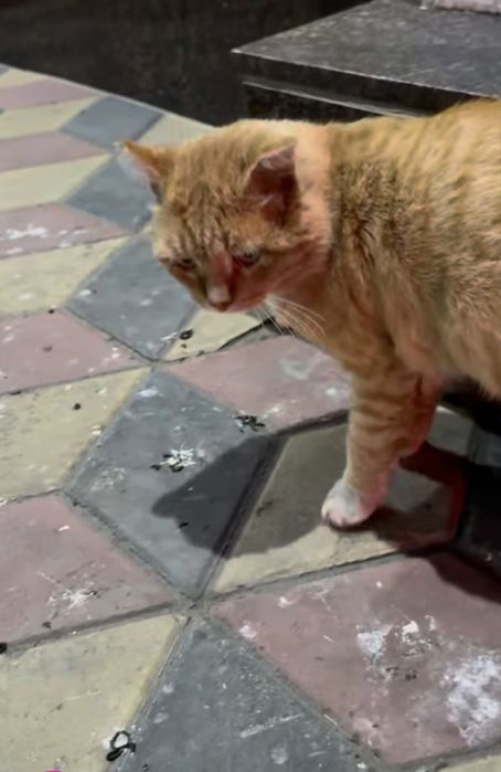 Найдем дом котику